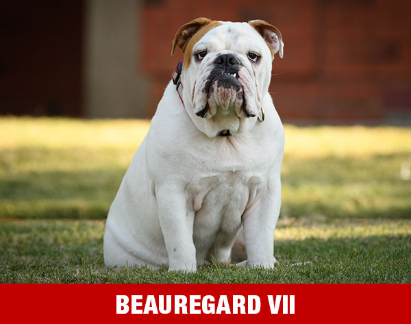 Beauregard VII